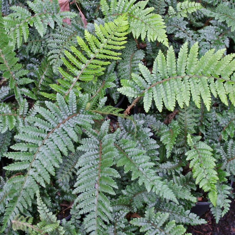 Fern Tassel Polystichum polyblepharum