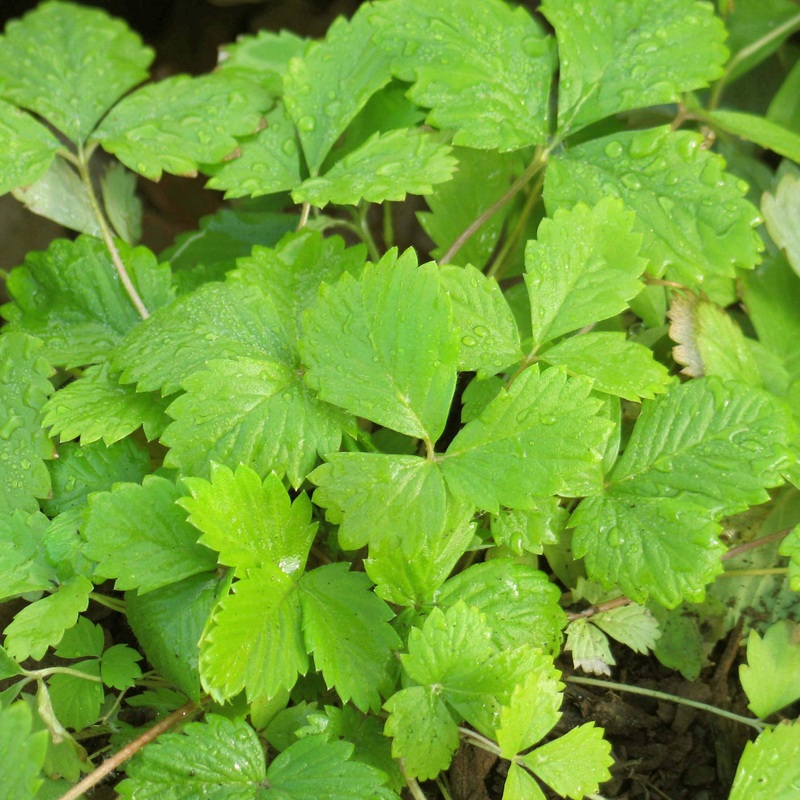 Fragaria vesca ‘Golden Alexandria’ Alpine Strawberry