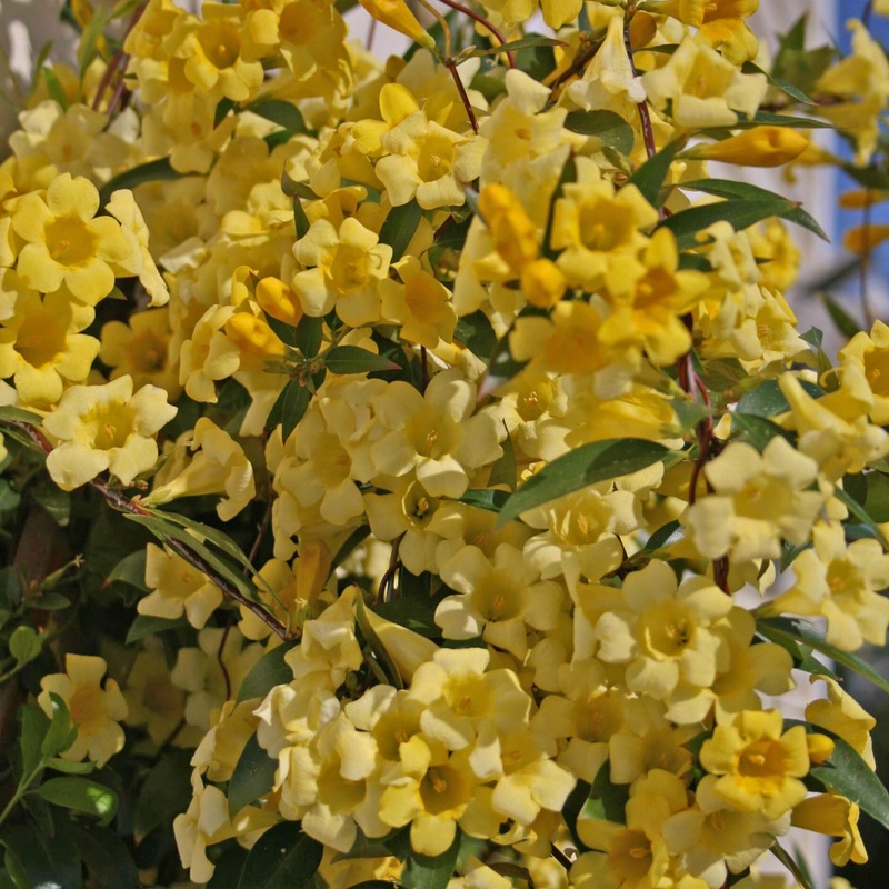 Gelsemium sempervirens ‘Margarita’ Carolina Jasmine