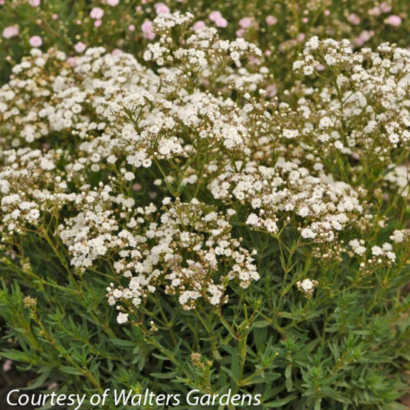 Gypsophila ‘Festival Star’ Baby’s Breath