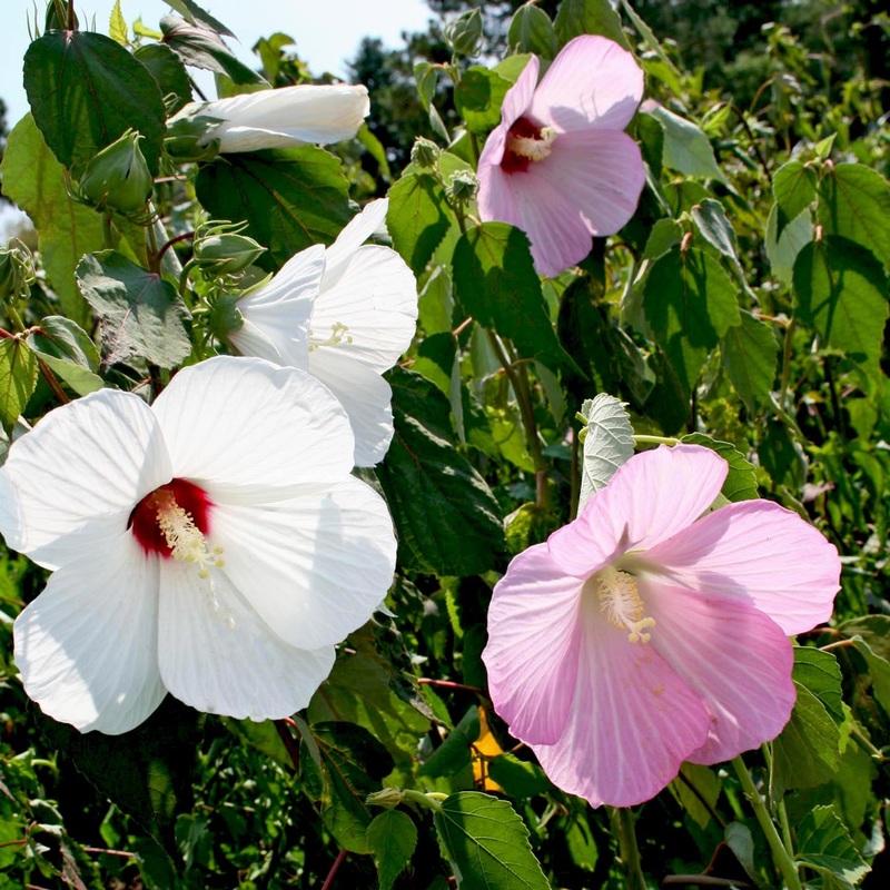 Hardy Hibiscus moscheutos Swamp Mallow