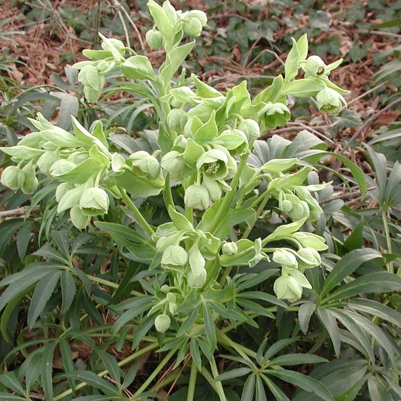 Helleborus foetidus –  Stinking Hellebore