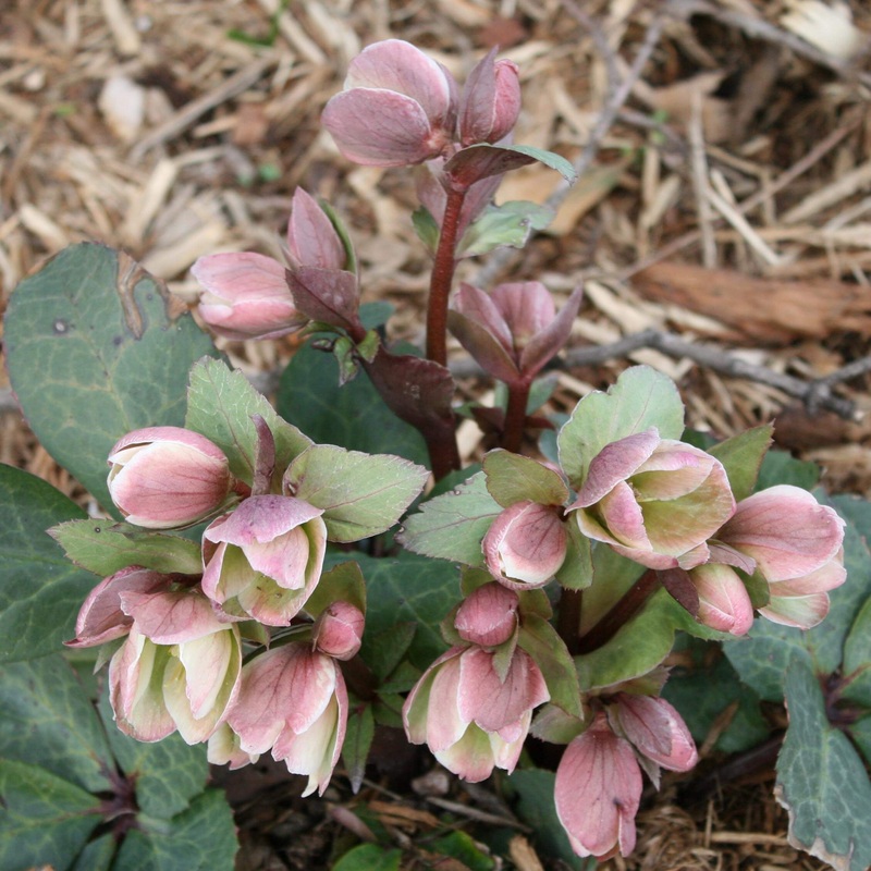 Helleborus x nigersmithii ‘Ivory Prince’ Lenten Rose