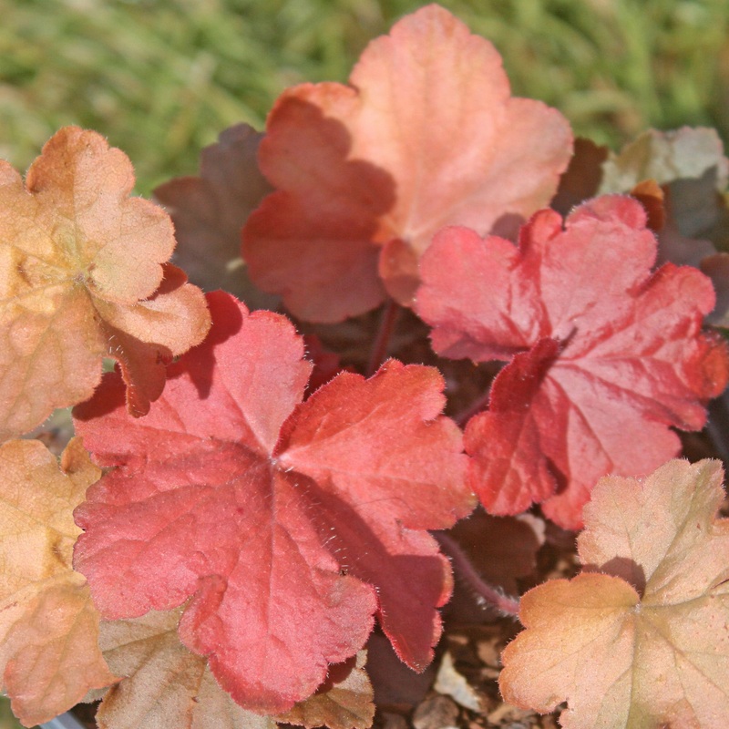 Heuchera ‘Orange Dream’ Coral Bells