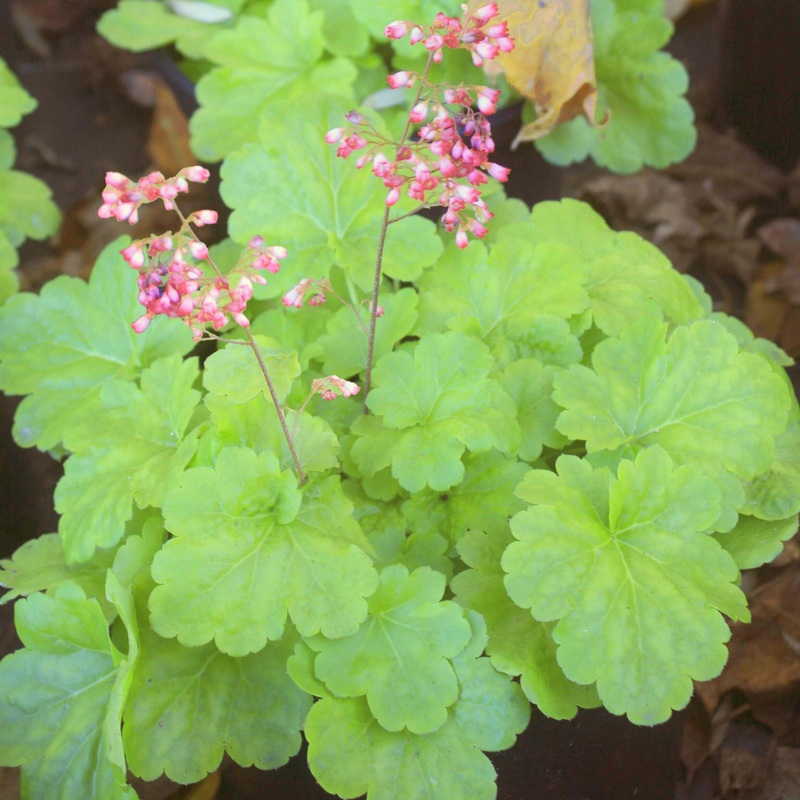 Heuchera ‘Sweet Tart’ Coral Bells