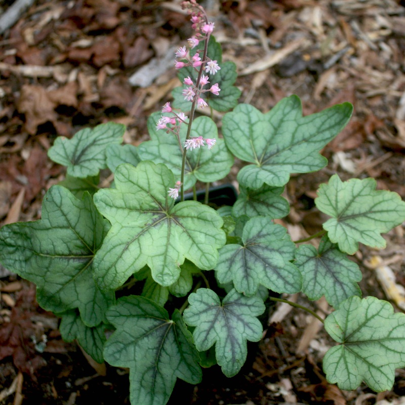 Heucherella ‘Pink Fizz’ Foamy Bells