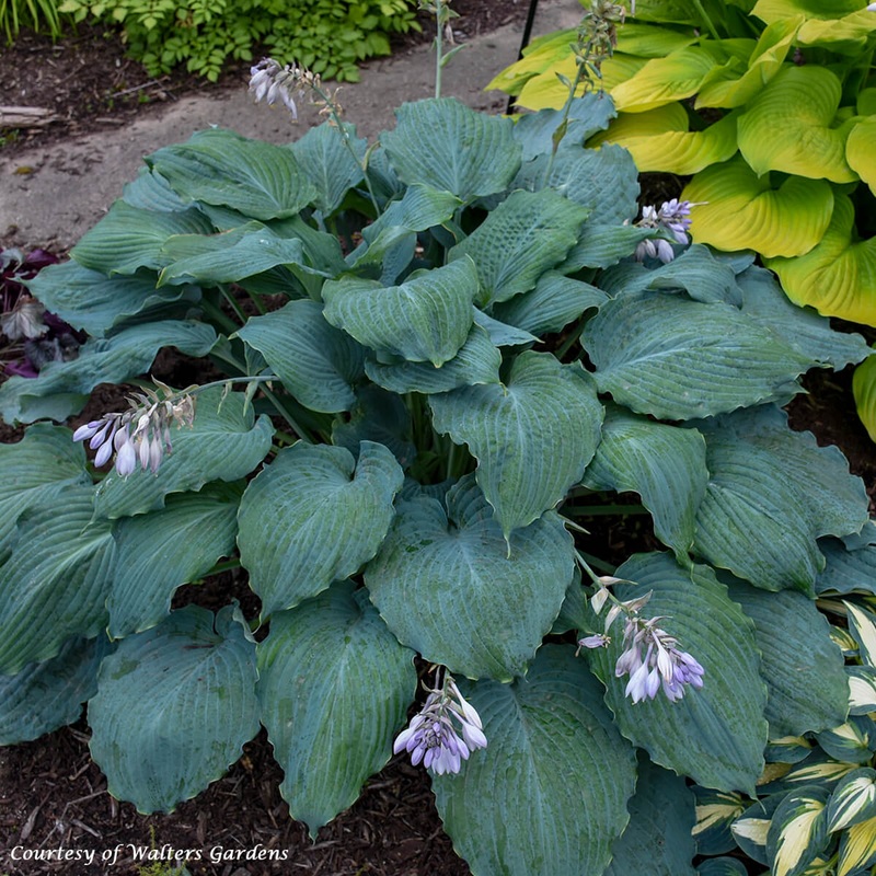 Hosta ‘Diamond Lake’ Plantain Lily