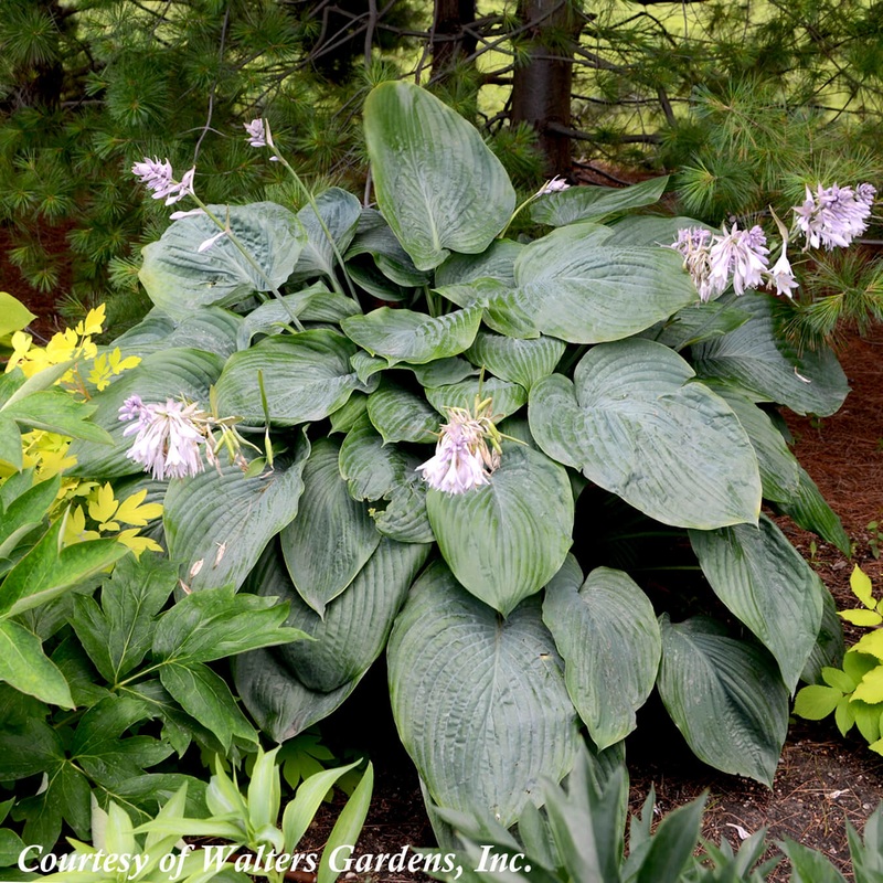 Hosta ‘Empress Wu’ Plantain Lily