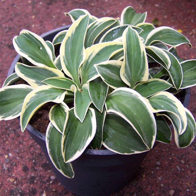 Hosta ‘Funny Mouse’ Plantain Lily