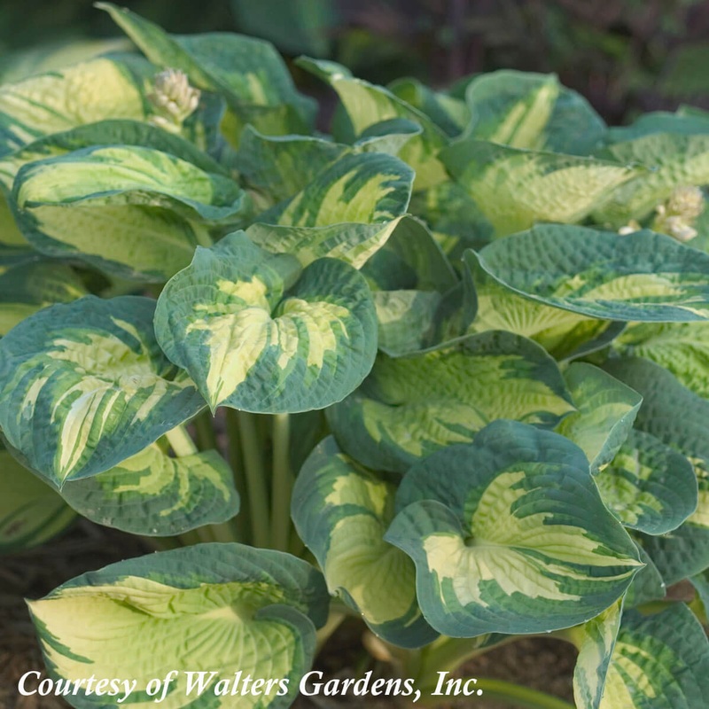 Hosta ‘Great Expectations’ Plantain Lily