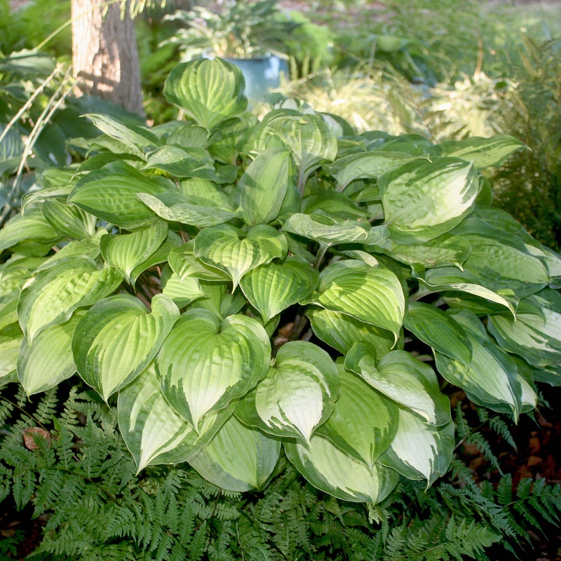 Hosta ‘Island Breeze’ Plantain Lily