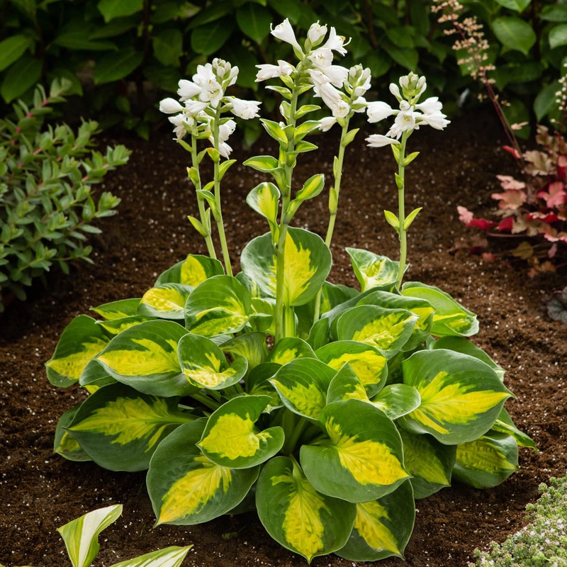Hosta ‘Sunset Grooves’ Plantain Lily