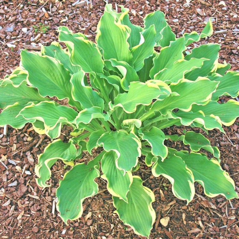 Hosta ‘Wheee’ Plantain Lily|1 Quart