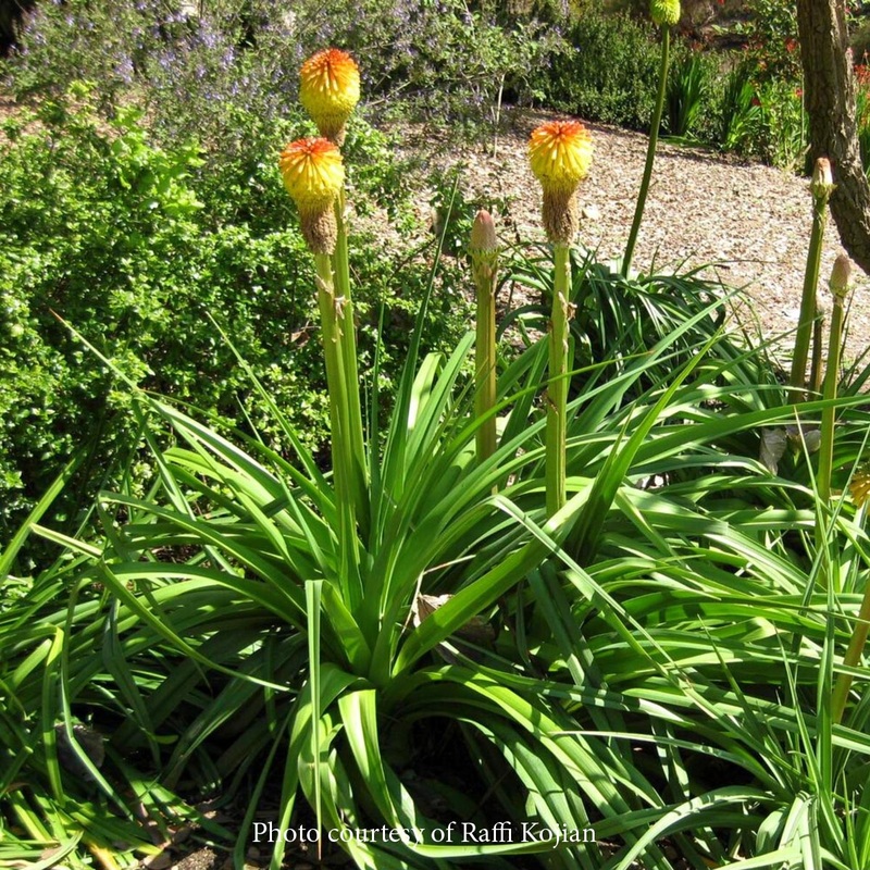 Kniphofia rooperi Rooper’s Red-Hot Poker