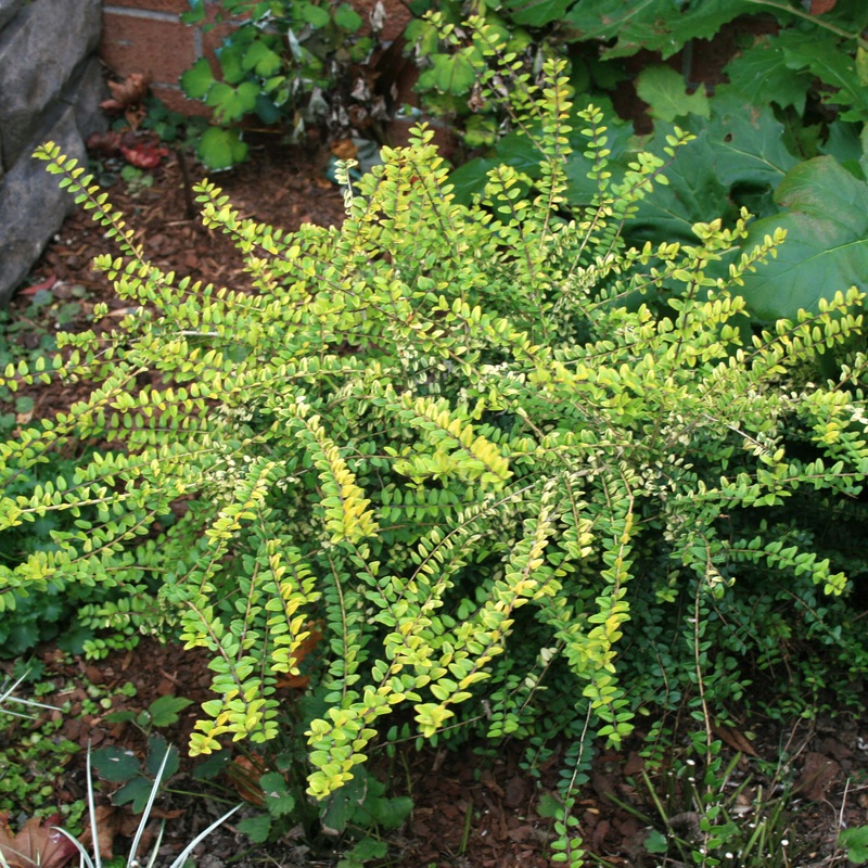 Lonicera nitida ‘Baggesen’s Gold’ Box-leaf Honeysuckle