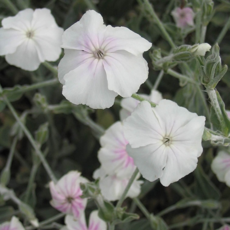 Lychnis coronaria ‘Angel Blush’ Rose Champion