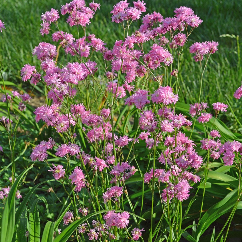Lychnis ‘Petite Jenny’ Catchfly