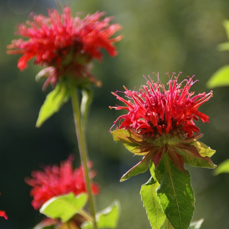 Monarda didyma Bee Balm|1 Quart