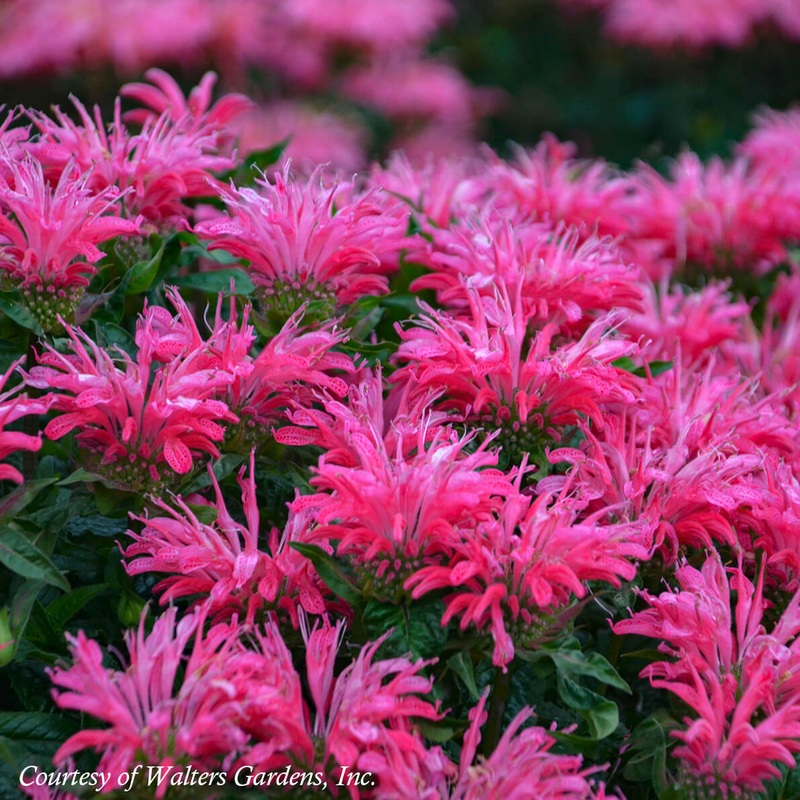 Monarda ‘Electric Neon Pink’ Bee Balm