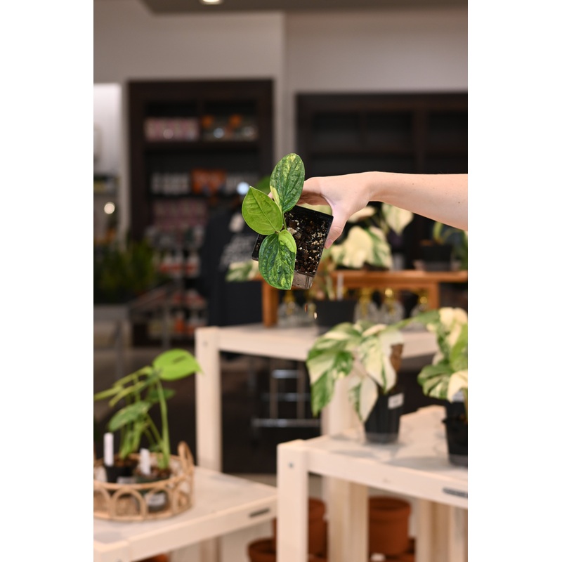 Monstera Peru Variegated|3″/4″|6″|6″ Reverted