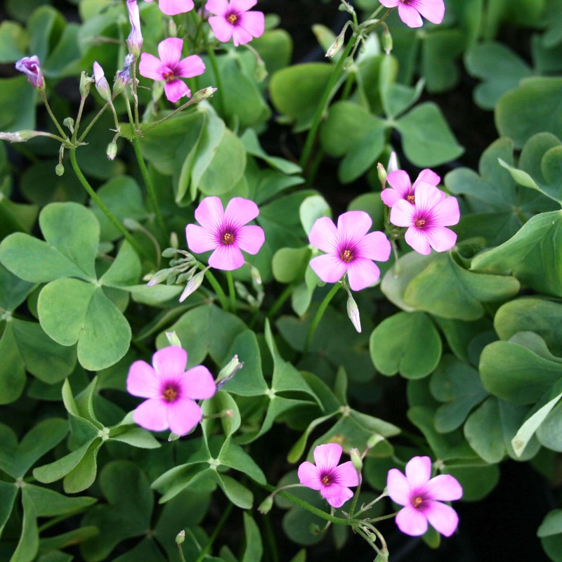 Oxalis crassipes ‘Rosea’ Wood Sorrel