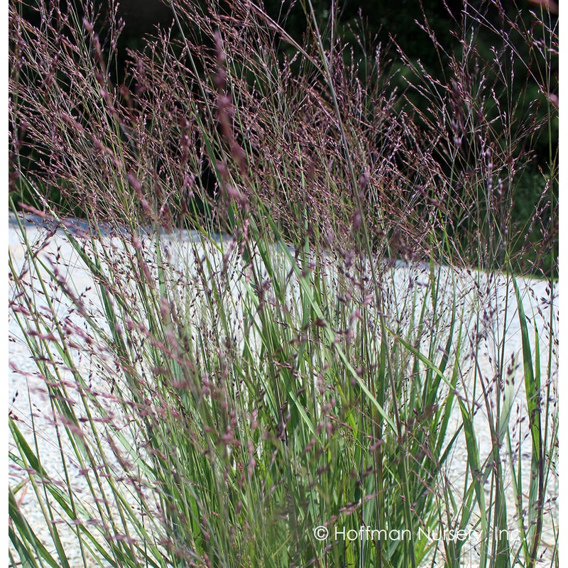 Panicum virgatum ‘Purple Tears’ Switchgrass