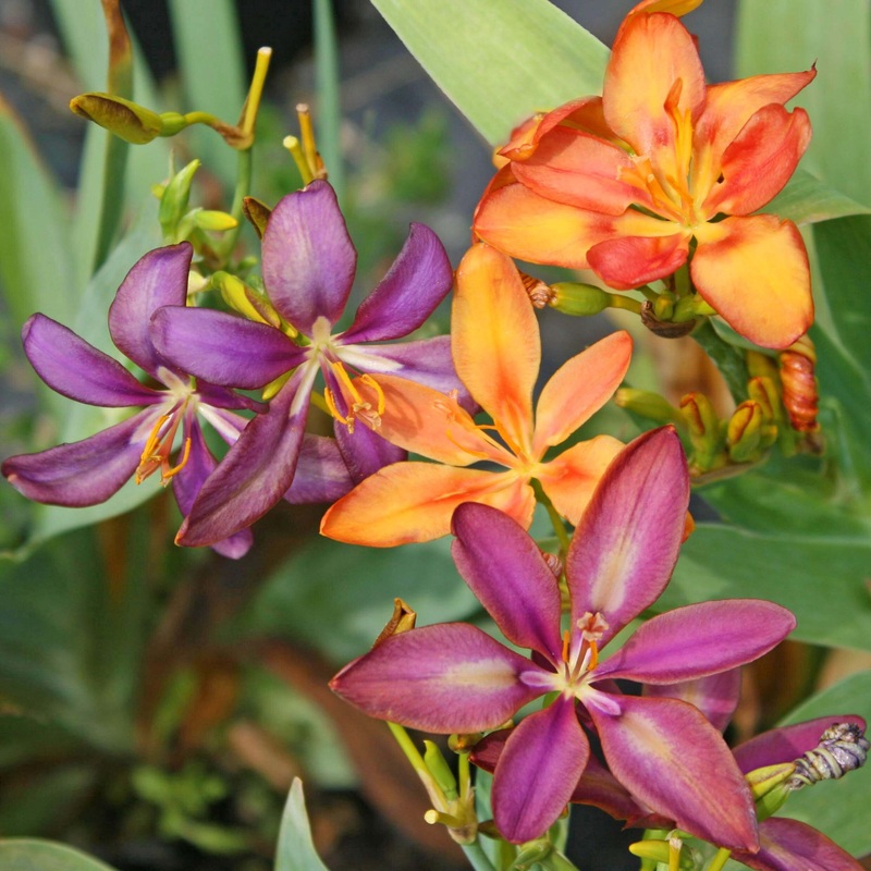 Pardancanda norrisii ‘Dazzler’ Candy Lily