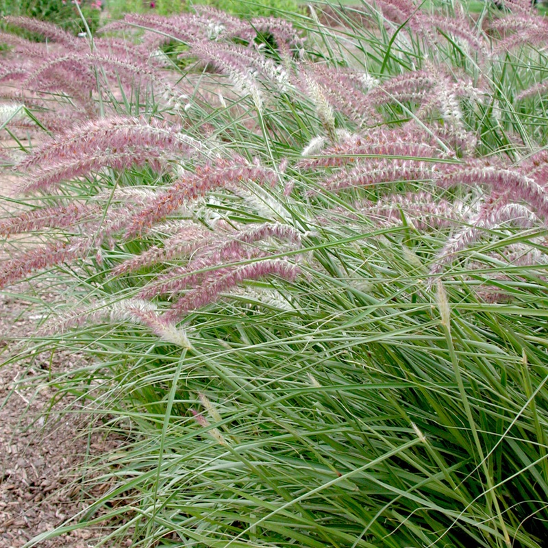 Pennisetum orientale ‘Karley Rose’ Fountain Grass
