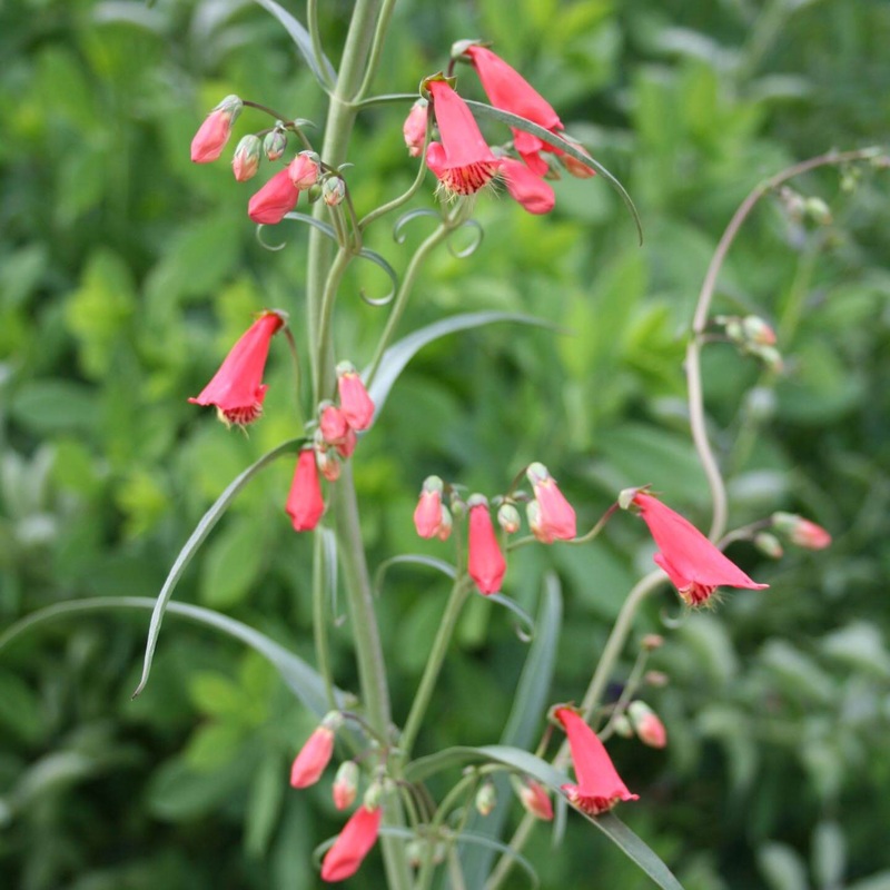 Penstemon barbatus coccineus Fireworks Beardtongue