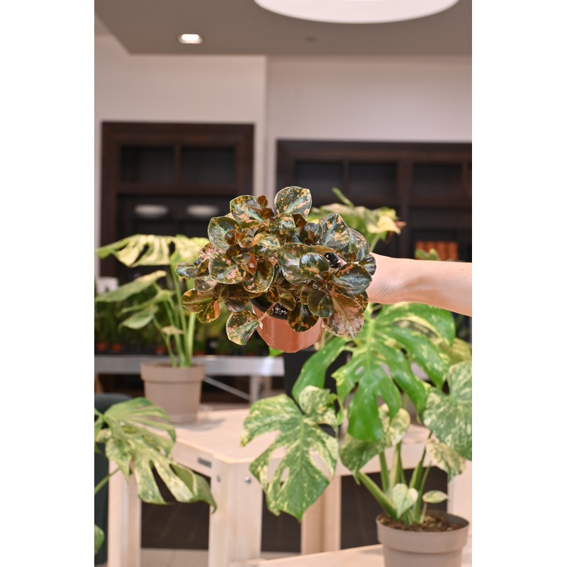 Peperomia Creme Brulee|4″