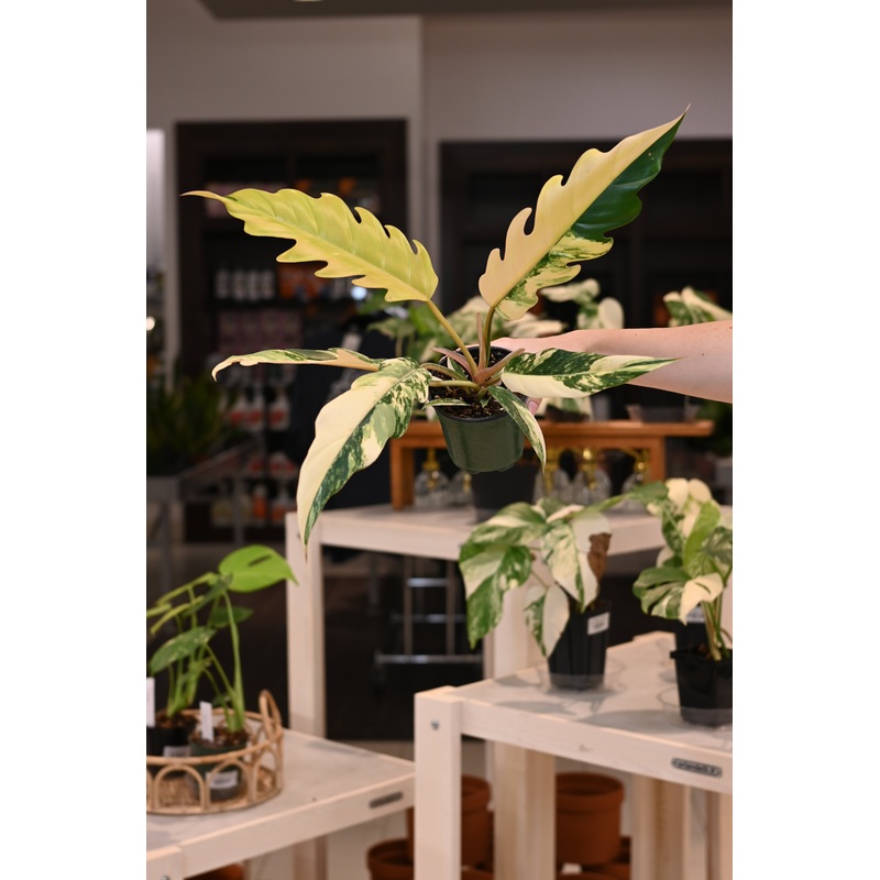 Philodendron Caramel Marble|4″