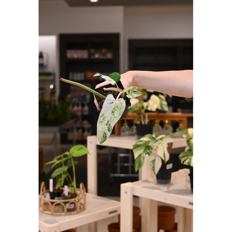 Philodendron Emerald Ice|4″