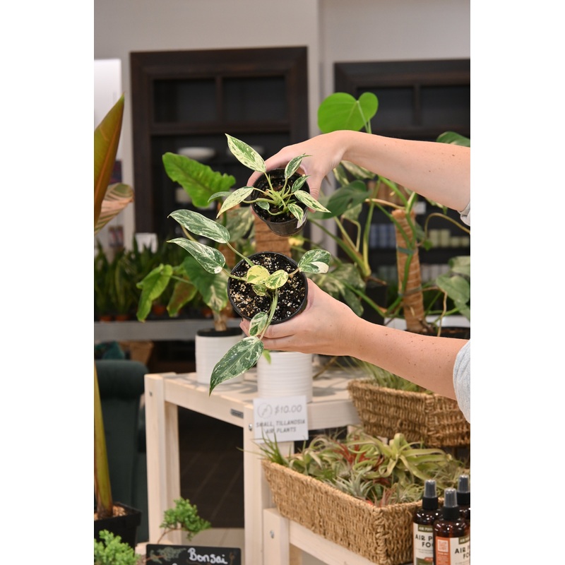 Philodendron Emerald King|4″
