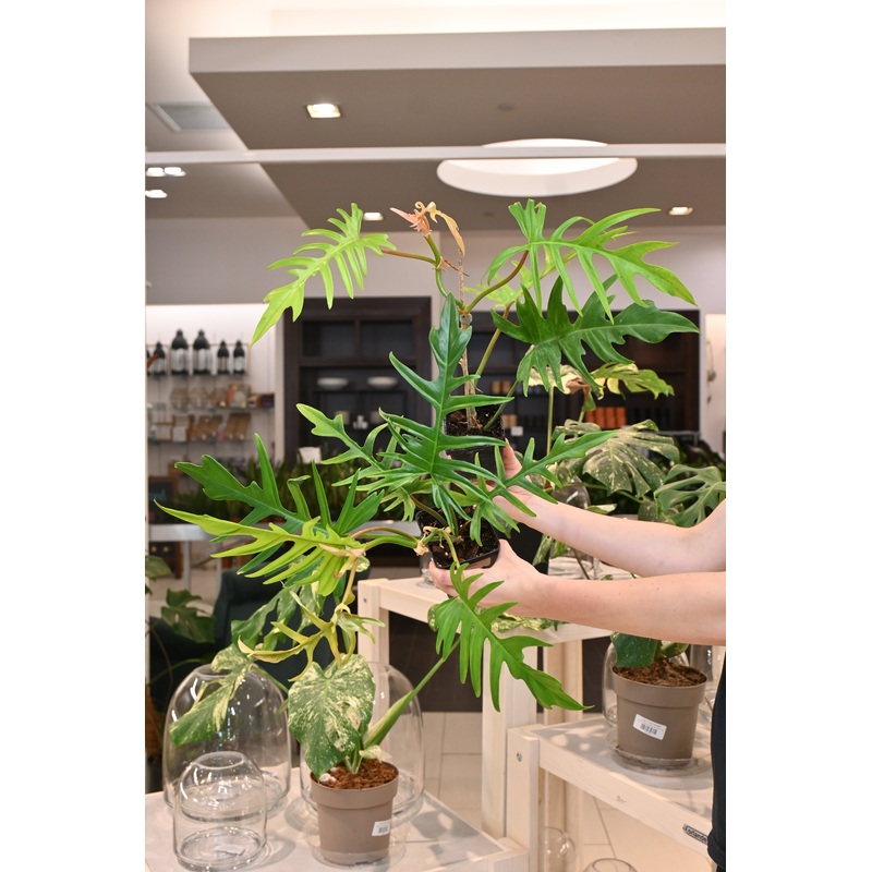 Philodendron Florida Beauty X Tortum Reverted