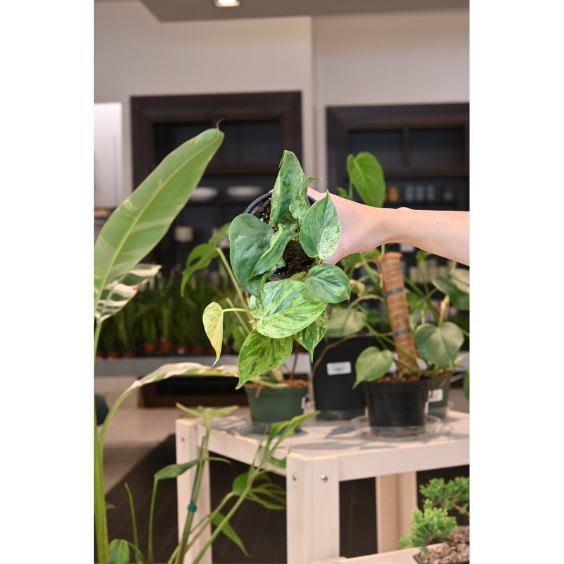 Philodendron Variegated Heartleaf