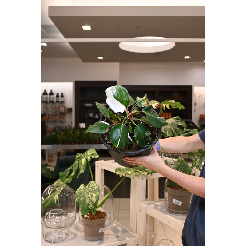 Philodendron White Knight|10″ (No Shipping)