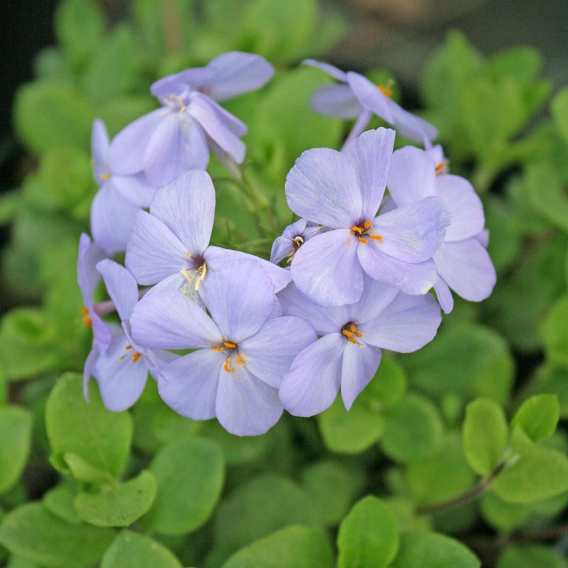 Phlox stolonifera ‘Blue Ridge’ Creeping Phlox
