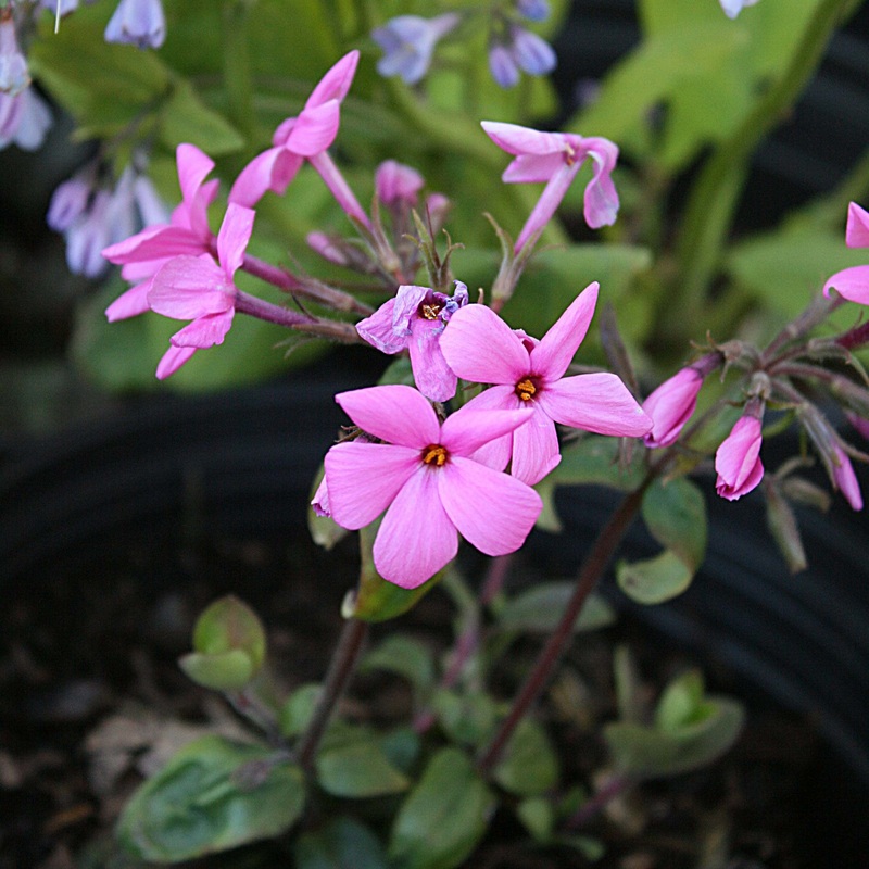 Phlox stolonifera ‘Home Fires’ Creeping Woodland Phlox