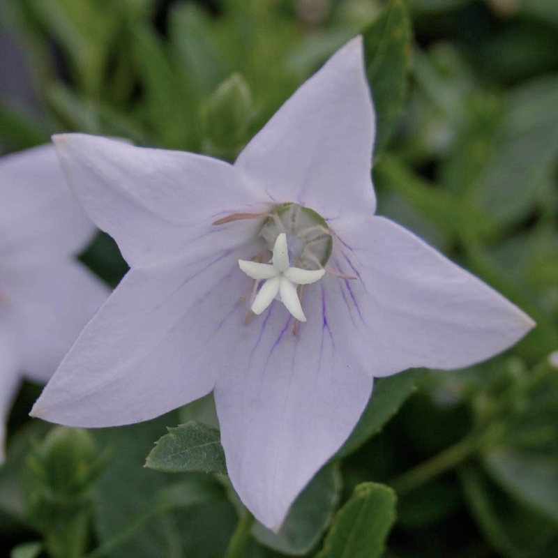 Platycodon ‘Fairy Snow’ Balloon Flower