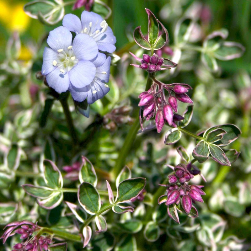 Polemonium reptans ‘Touch of Class’ Jacob’s Ladder