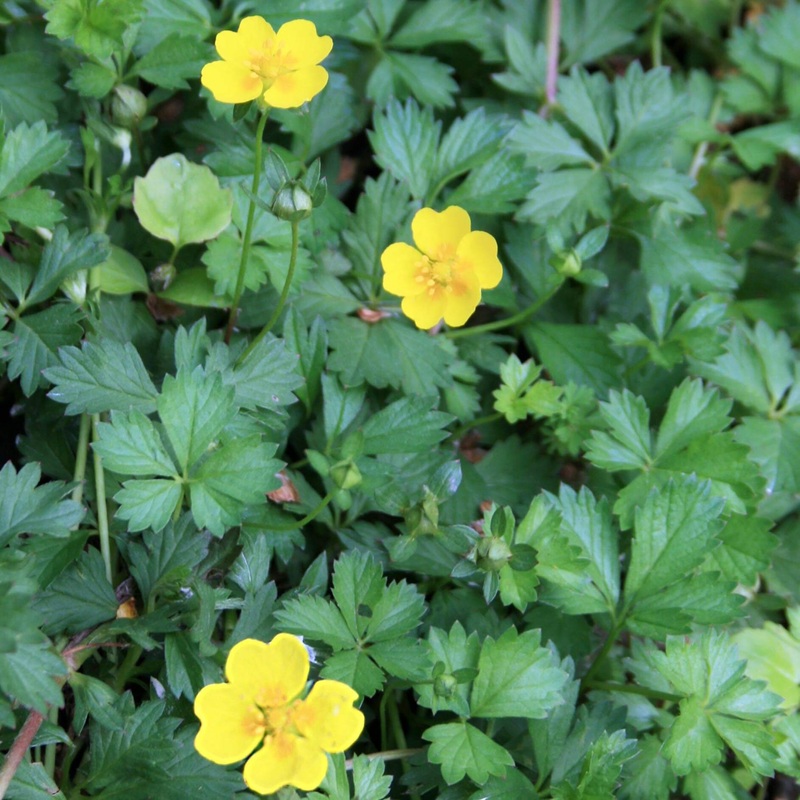 Potentilla neumanniana Cinquefoil
