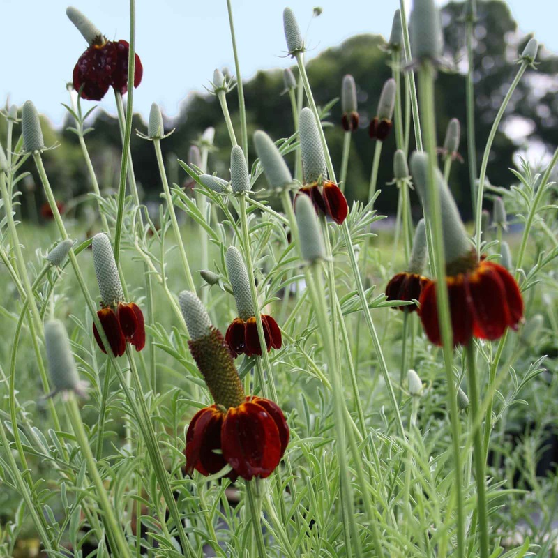 Ratibida columnifera ‘Red Midget’