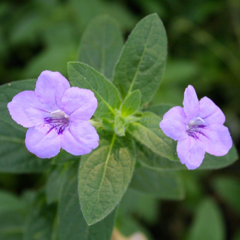 Ruellia humilis Wild Petunia|1 Quart