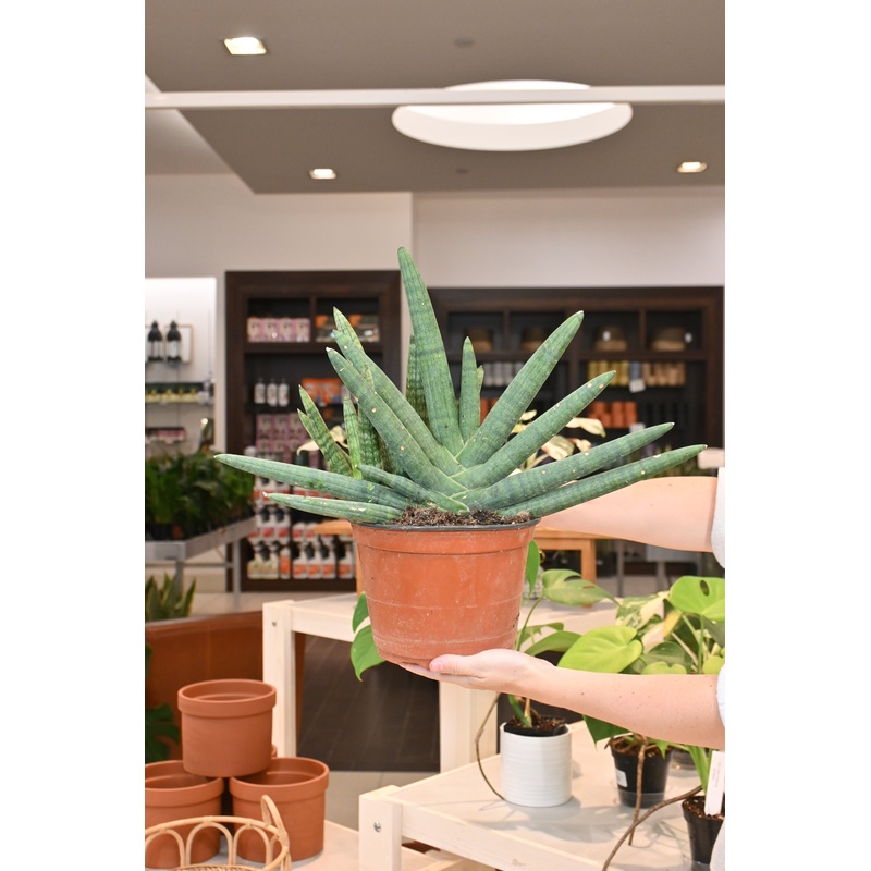 Sansevieria Boncel