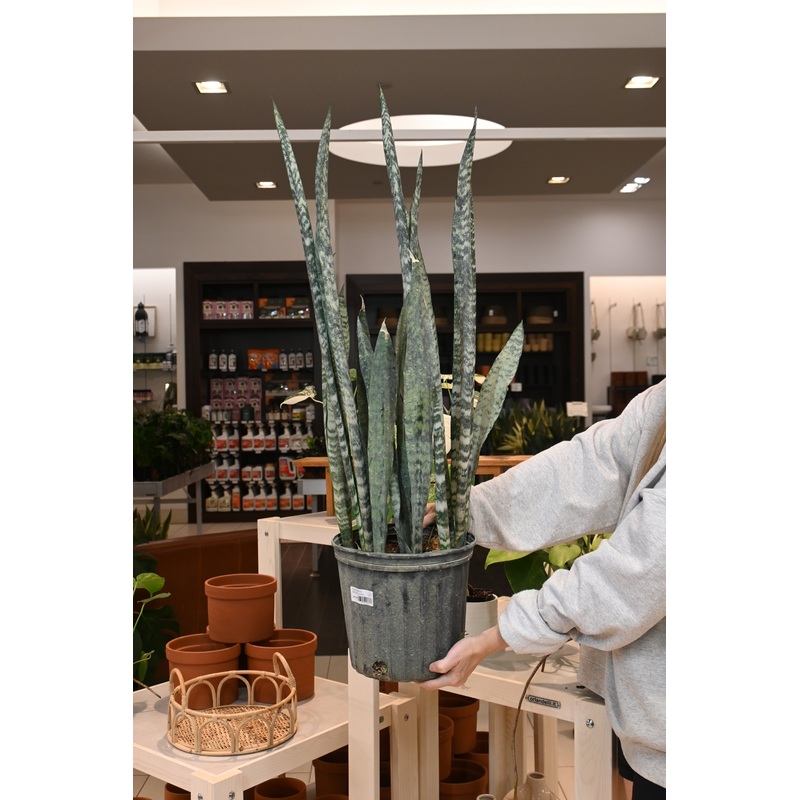Sansevieria Winter Green