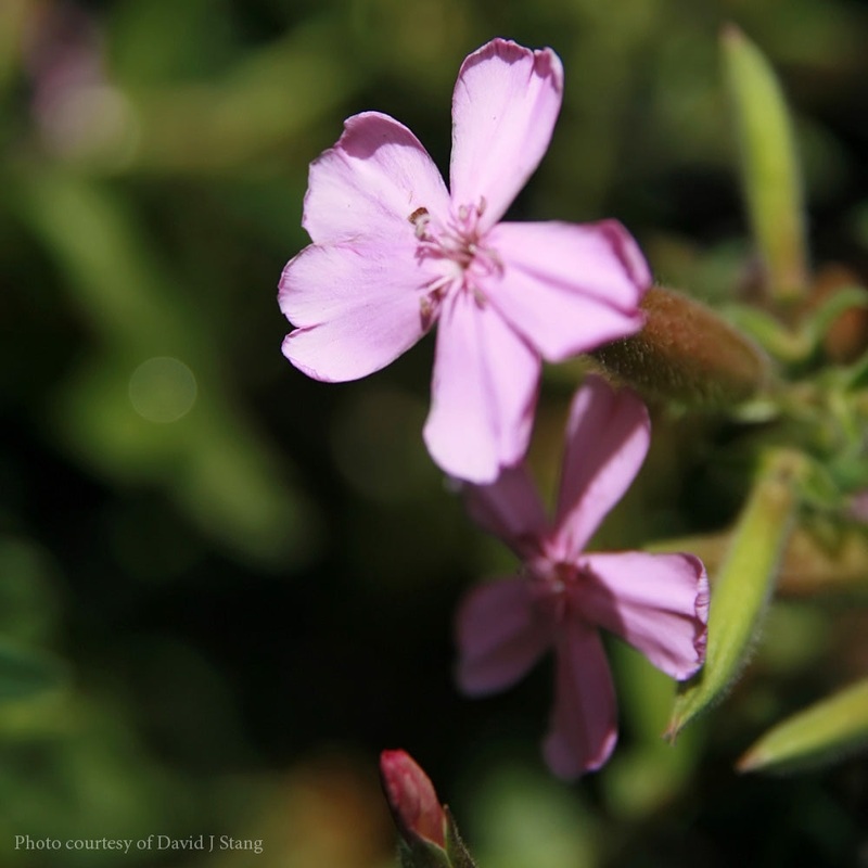 Saponaria ‘Max Frei’ Soapwort|1 Quart