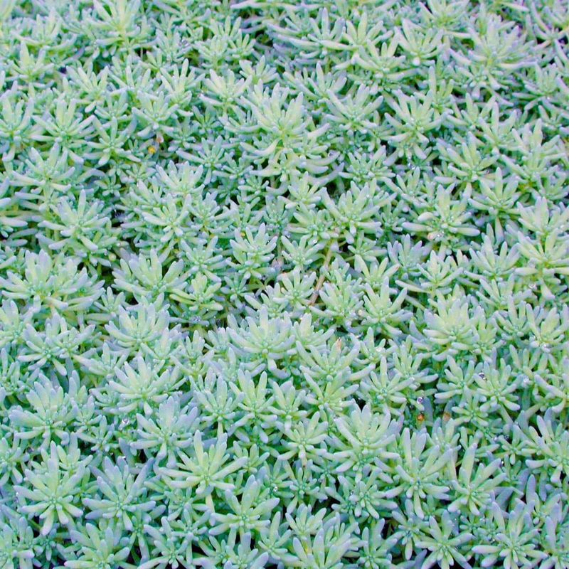 Sedum bithynicum Stonecrop|1 Quart