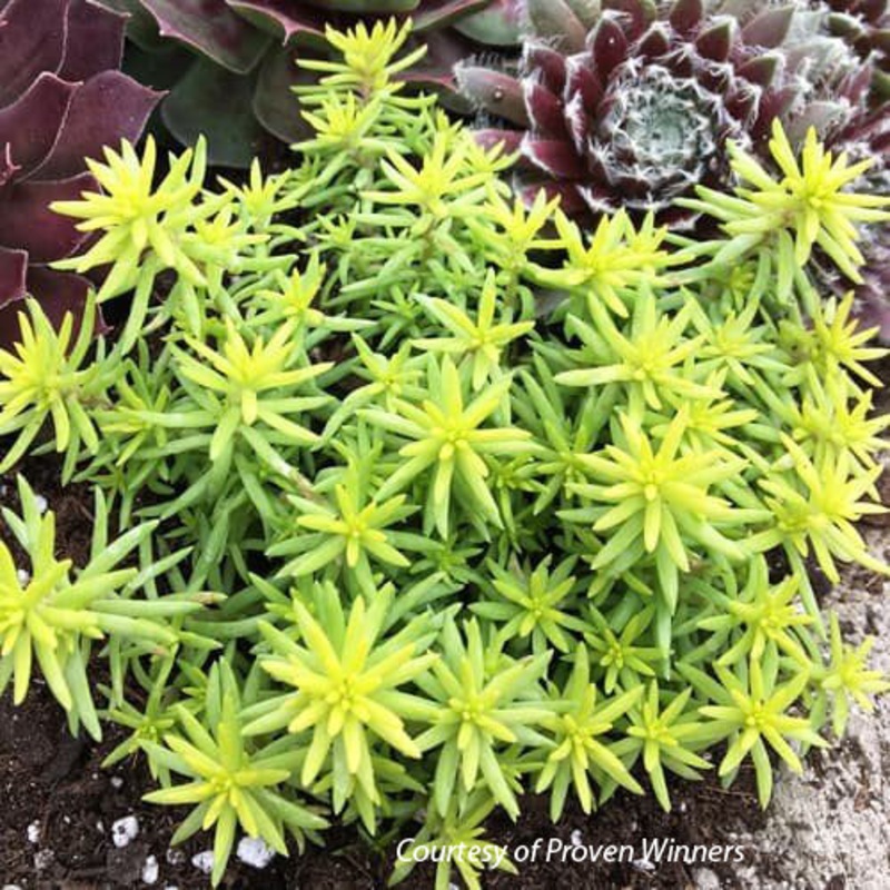 Sedum rupestre ‘Angelina’s Teacup’ Stonecrop