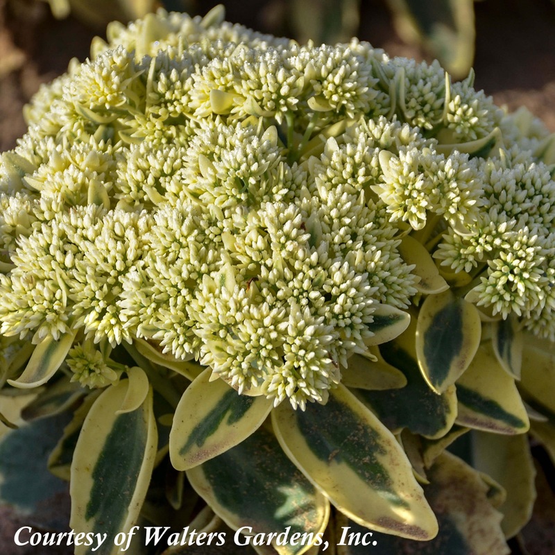 Sedum spectabile ‘Frosted Fire’ Stonecrop