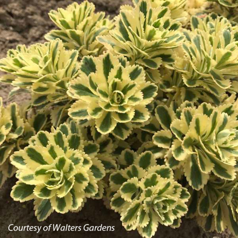 Sedum takesimense ‘Atlantis’ Stonecrop